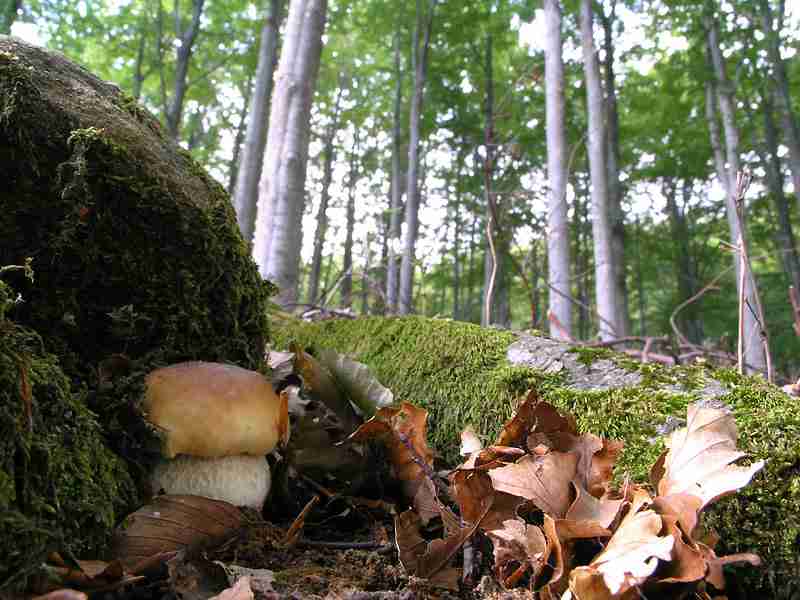  Image name: 182 Porcino.jpg 
 width: 800 pixel 
 height: 600 pixel 
 Size: 45135 bytes 
 Click to enlarge 